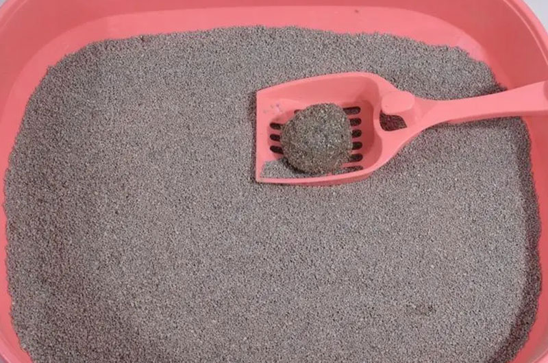 貓砂 貓砂